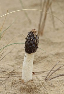 Fruiting body of sand stinkhorn
