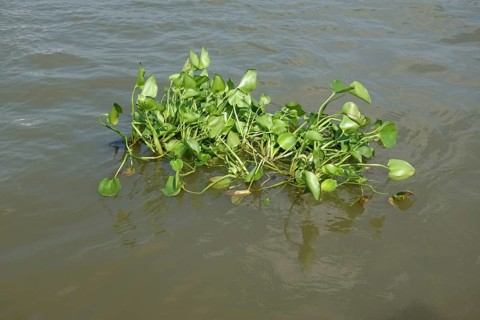 Floating common water hyacinth