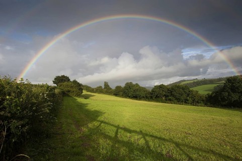 Rainbow over hedgerow