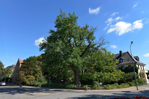 Luther Oak