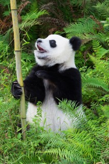 Two years aged young Giant Panda