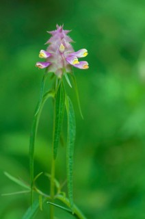 (Melampyrum cristatum)