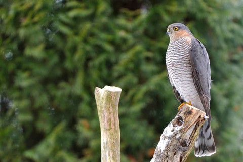 Eurasian sparrowhawk