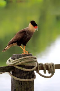 Southern crested caracara