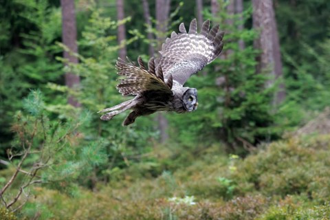 Great Grey Owl