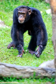 Chimpanzee