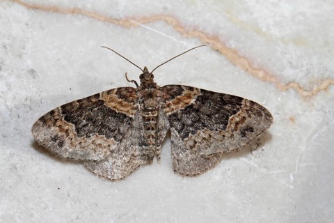 Ash grey bedstraw moth