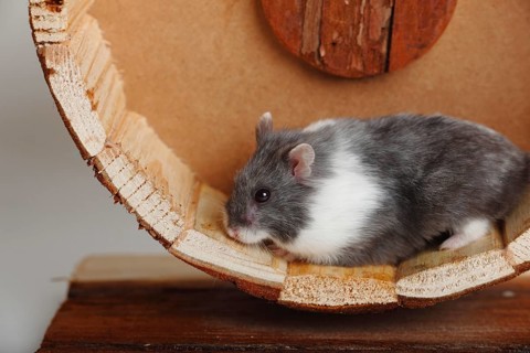 Djungarian hamster
