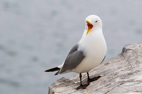 Larus tridactylus