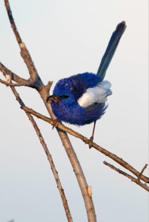 White-winged Fairywren