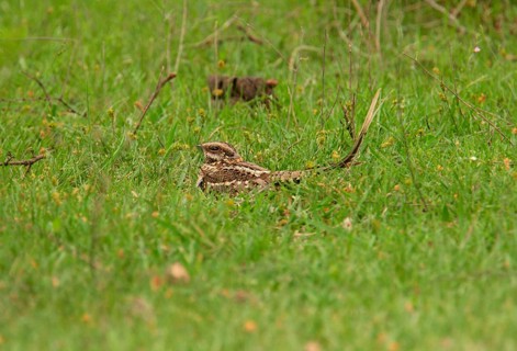 Scissor-tailed Nightjar