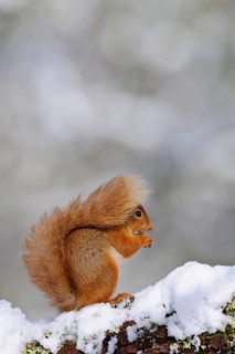 Eurasian red eurasian red squirrel