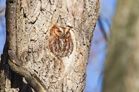 Eastern Screech-owl