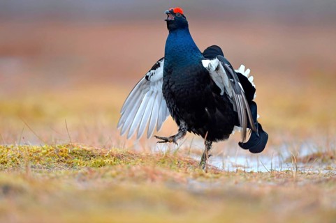Black grouse