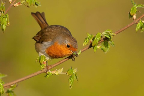 European european robin