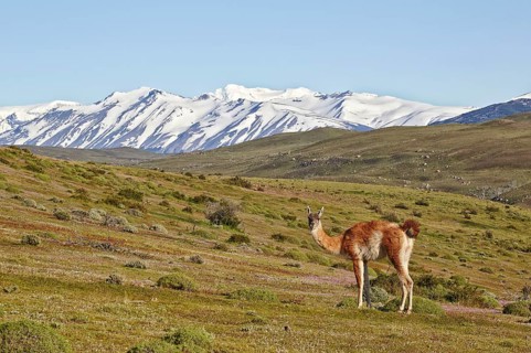 Guanaco