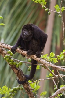Mantled Howler Monkey