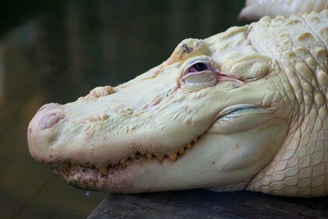 American american alligator