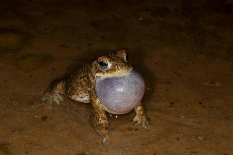Natterjack toad