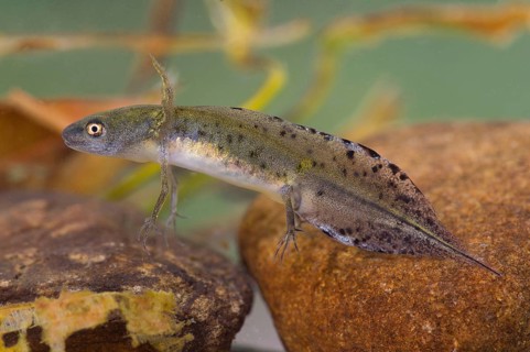 Great Crested Newt