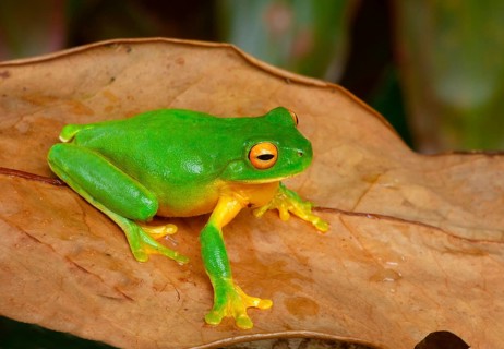 White-lipped tree frog