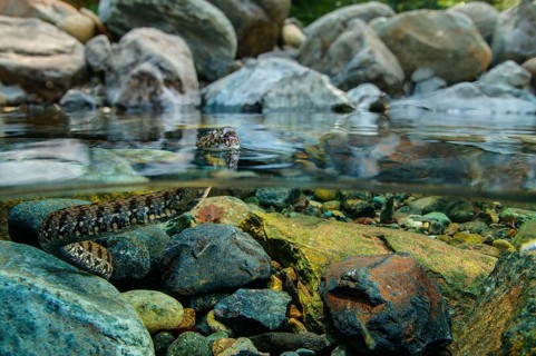 Viperine snake