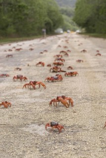 Christmas island red crab