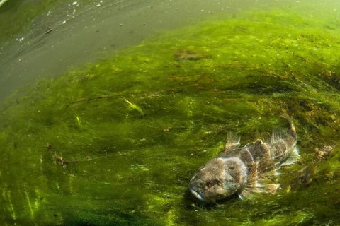 Bullhead