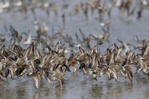 Curlew Sandpiper