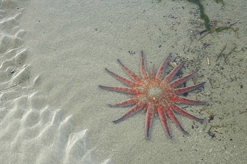 Sunflower Starfish