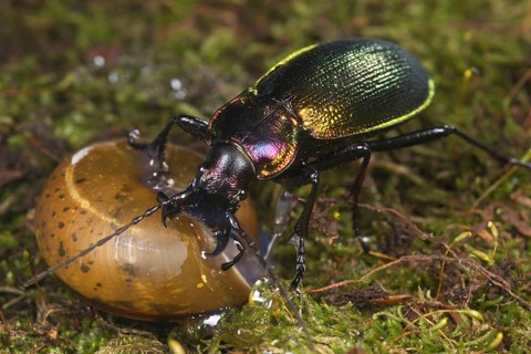 Olimpia's Ground Beetle