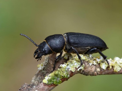 Black Longhorn Beetle
