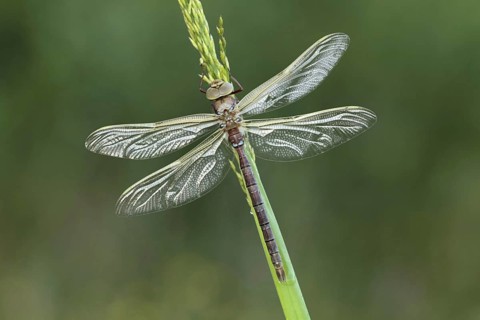 Brown hawker