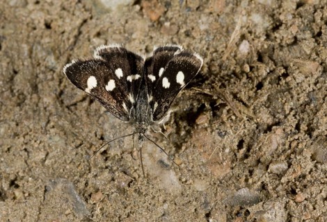 White-spotted Sable Moth