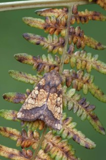 Gortyna ochracea