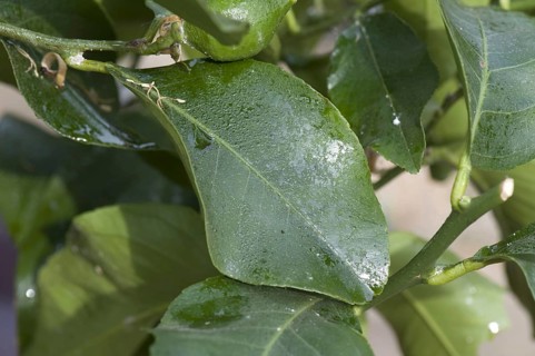 Greenhouse mealybug