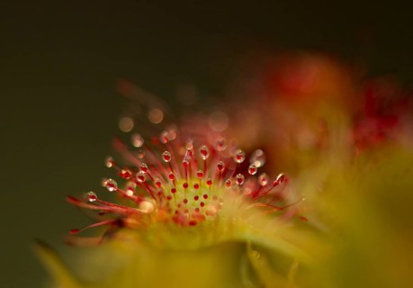 Round-leaved Sundew