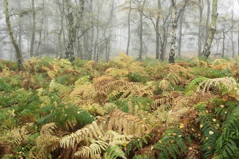 Bracken