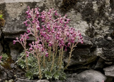 Saxifrage
