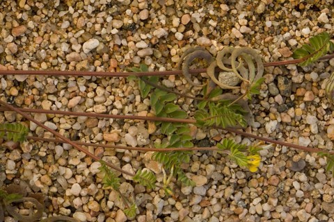 Yellow Serradella