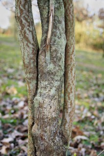 Rambling tree