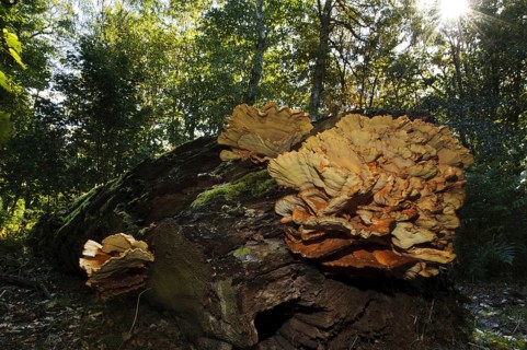 Chicken-of-the-woods