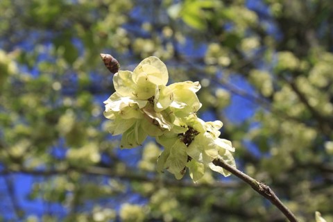 Wych Elm