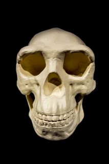 Replica of the skull of Peking Man