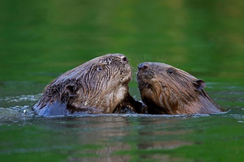 Close-up of two Eurasian beavers