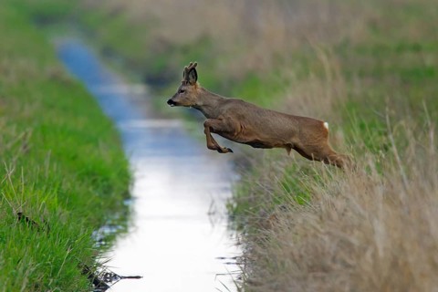 European european roe deer
