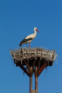 Lone white stork