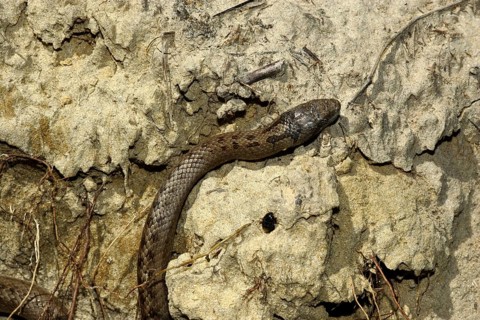 Smooth snake