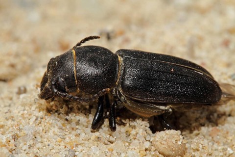 Black longhorn beetle