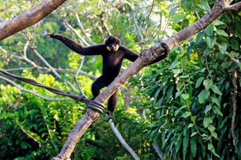 Yellow Cheeked Gibbon